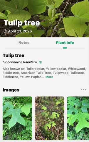 131-133 McKenzie Way N, Old Fort, NC 28762
