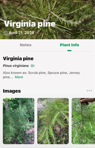 131-133 McKenzie Way N, Old Fort, NC 28762
