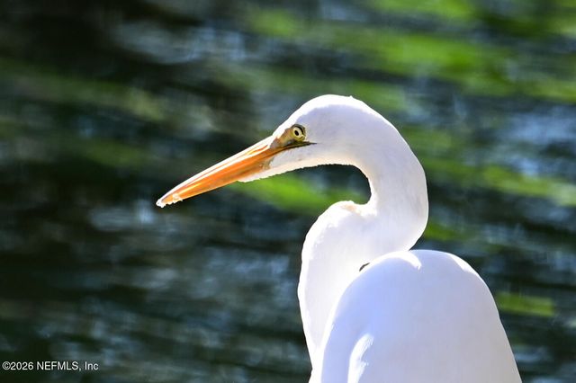 426 HARVEST BEND Drive, Fleming Island, FL 32003