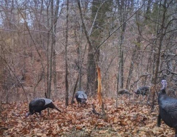 970 Madison 4451, St Paul, AR 72760