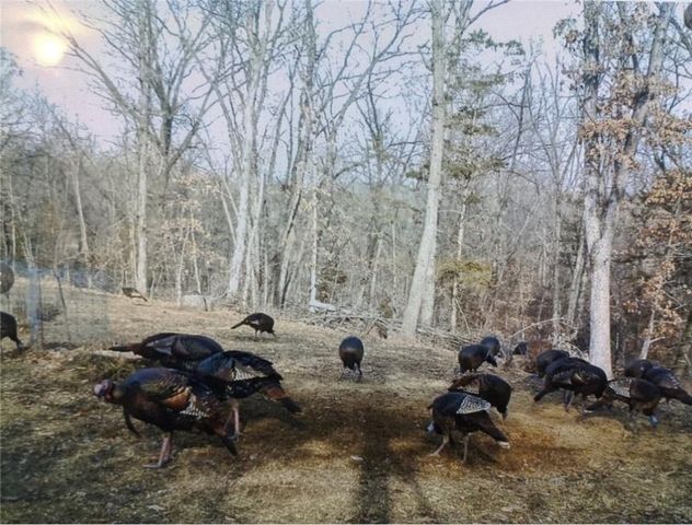 970 Madison 4451, St Paul, AR 72760