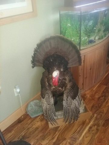 970 Madison 4451, St Paul, AR 72760