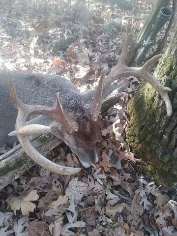 970 Madison 4451, St Paul, AR 72760