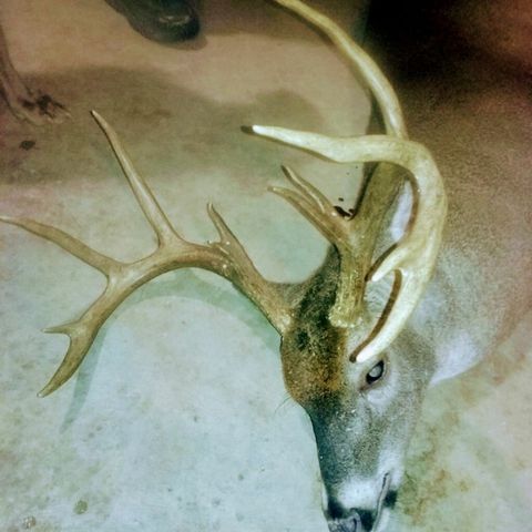 970 Madison 4451, St Paul, AR 72760