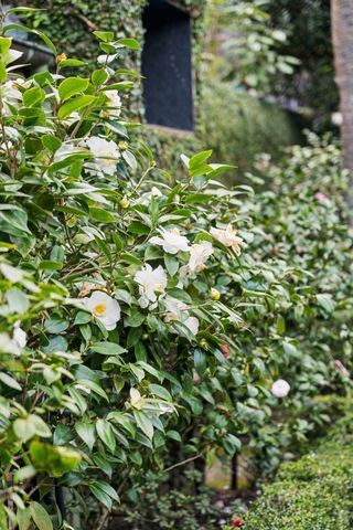 12 A Bedons Alley, Charleston, SC 29401