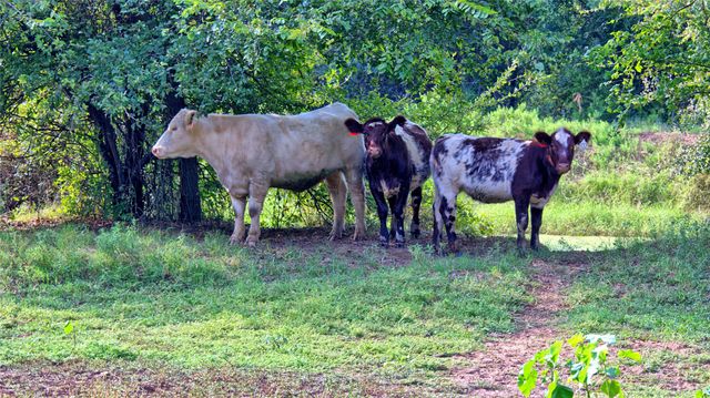 5775 Old Vashti Road, Bowie, TX 76230