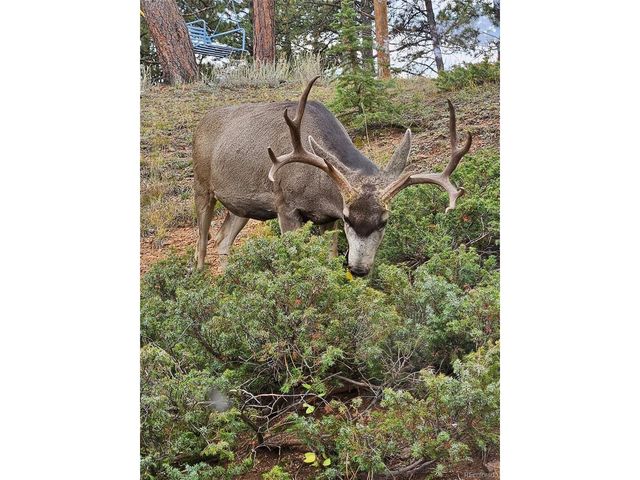 13009 S Parker Ave, Pine, CO 80470