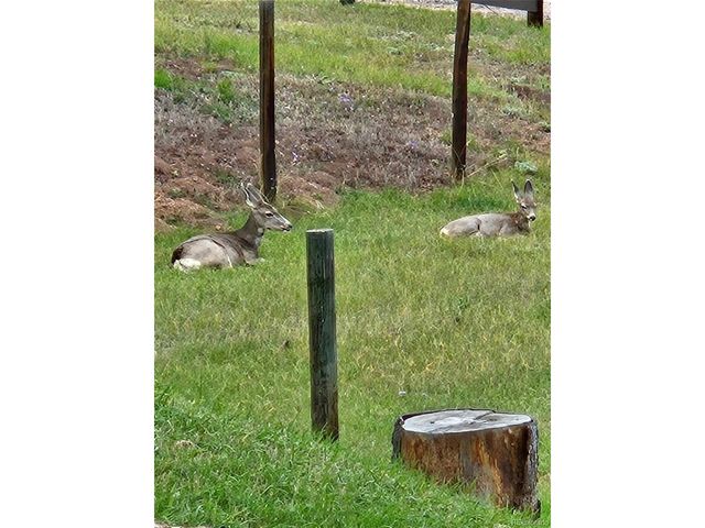 13009 S Parker Ave, Pine, CO 80470