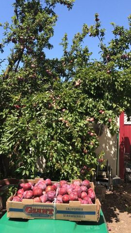 1723 Pheasant Drive, Hercules, CA 94547