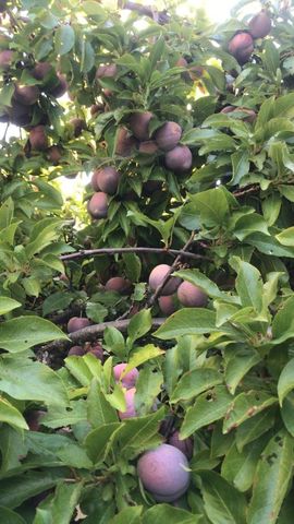 1723 Pheasant Drive, Hercules, CA 94547