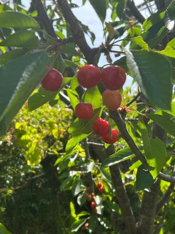 1723 Pheasant Drive, Hercules, CA 94547