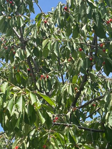 1723 Pheasant Drive, Hercules, CA 94547