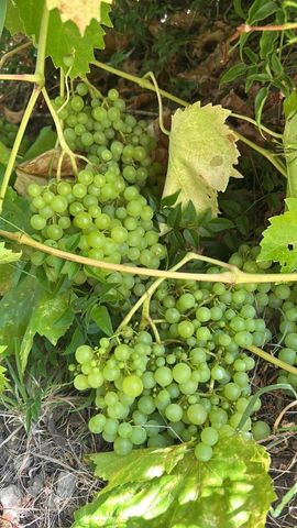 1723 Pheasant Drive, Hercules, CA 94547