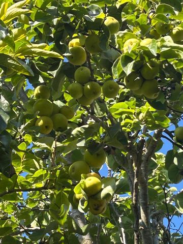 1723 Pheasant Drive, Hercules, CA 94547