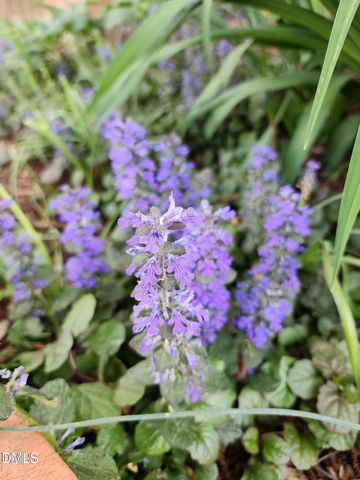 501 Samara Street, Apex, NC 27502