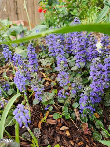 501 Samara Street, Apex, NC 27502