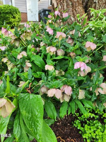 501 Samara Street, Apex, NC 27502