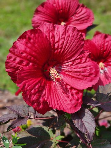 501 Samara Street, Apex, NC 27502