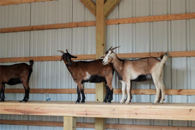 11935 Braided Mane Street, Montgomery, TX 77316