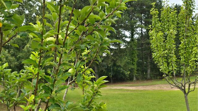 4273 County Road 36, Hartford, AL 36344
