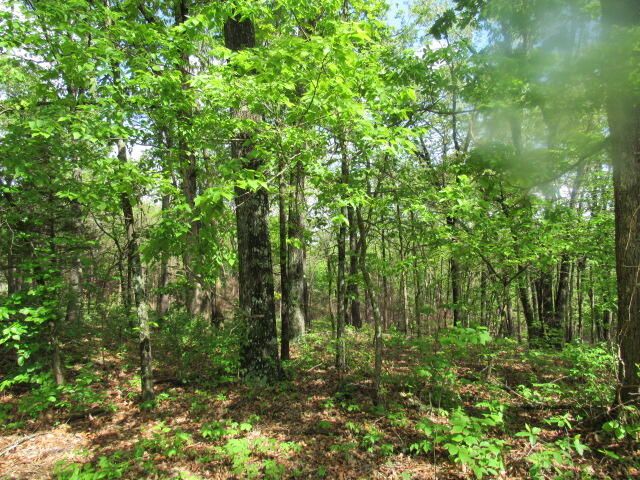 7210 Newkirk Road, Mountain Grove, MO 65711