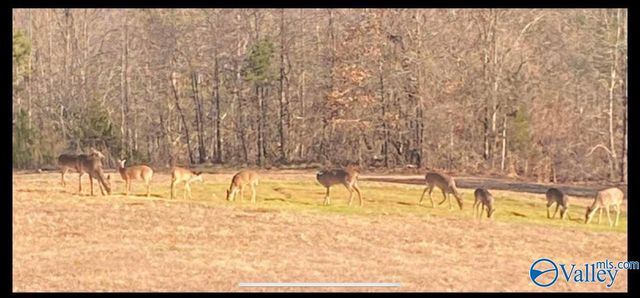 5477 Wyeth Mountain Road, Guntersville, AL 35976