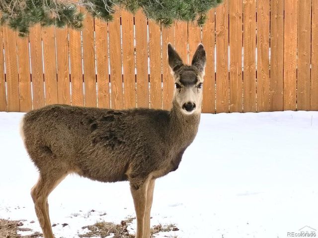 5910 Olympus Ln, Colorado City, CO 81019