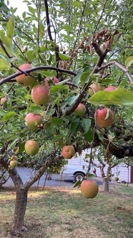 5339 Hardscrabble Road, Drain, OR 97435