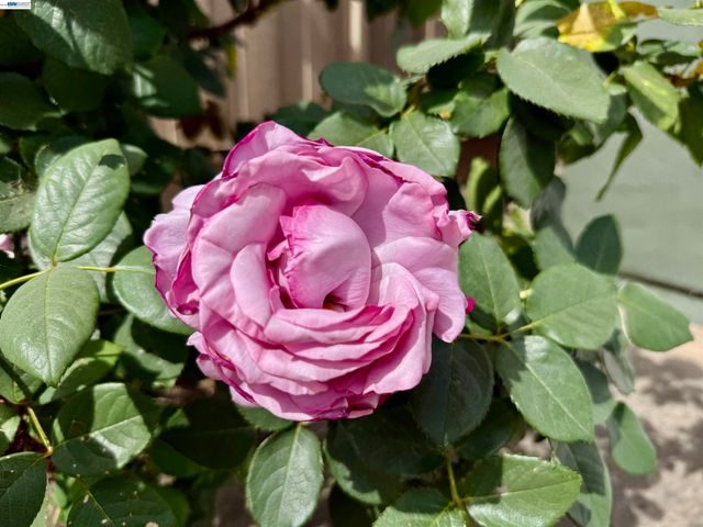 980 Victoria Ave, San Leandro, CA 94577