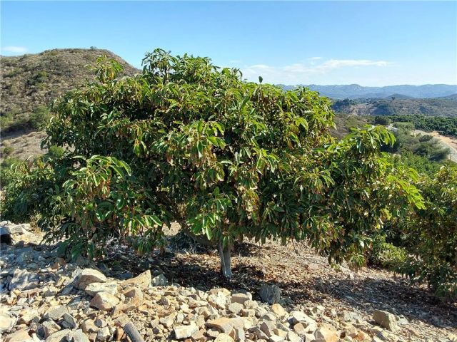 3 Via Vaquero, Temecula, CA 92590