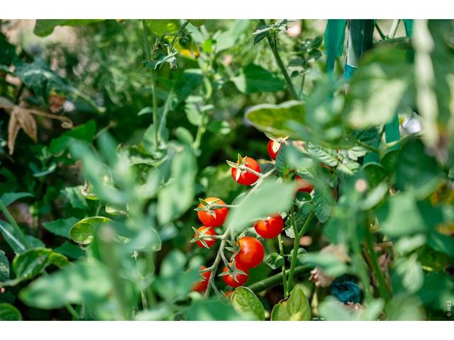 12745 N 66th St, Longmont, CO 80503