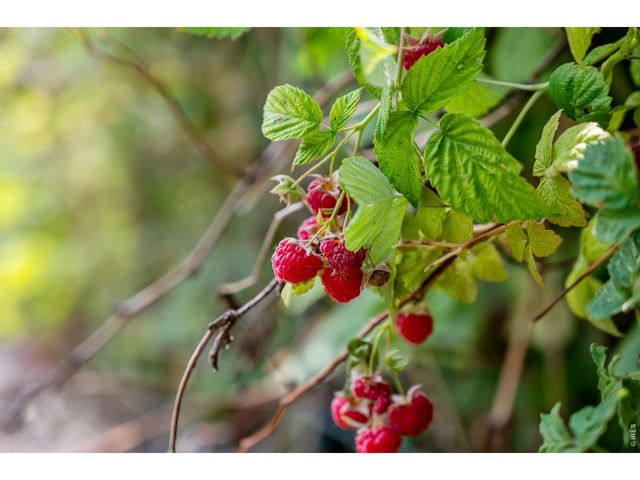 12745 N 66th St, Longmont, CO 80503