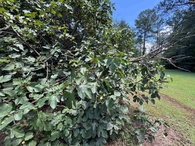 2370 Old Douglass Road, Winnsboro, SC 29180