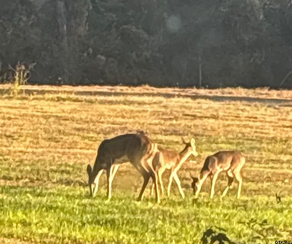 11631 Moser Ln, Whitehouse, TX 75791