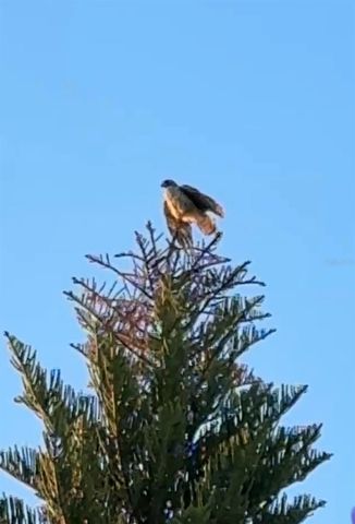 6426 DRAKE COURT, New Port Richey, FL 34652