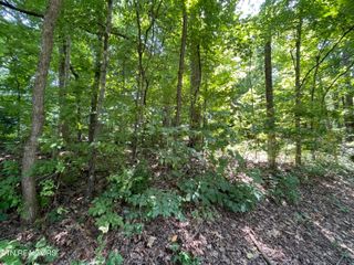 3320 Gumstand Drive, Powell, TN 37849