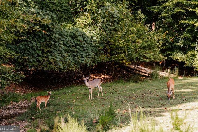 0 Omen Court, Ellijay, GA 30540