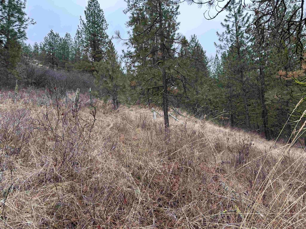 3250 Daisy Mine Rd, Rice, WA 99167 photo 3