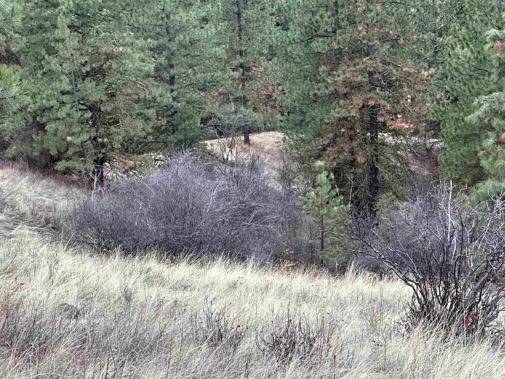 3250 Daisy Mine Rd, Rice, WA 99167 photo 5