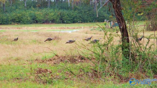 3753 S Woodtrail SW, Decatur, AL 35603