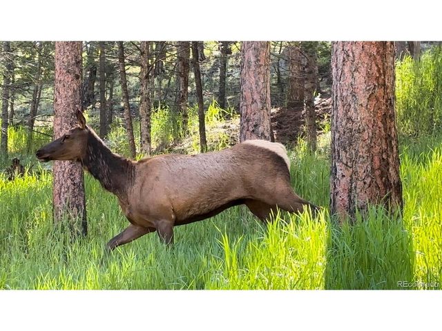 4805 S Blue Spruce Rd, Evergreen, CO 80439