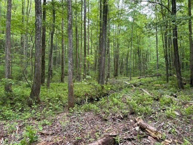 TR 1 Pleasant Hill Trail, Ellijay, GA 30540