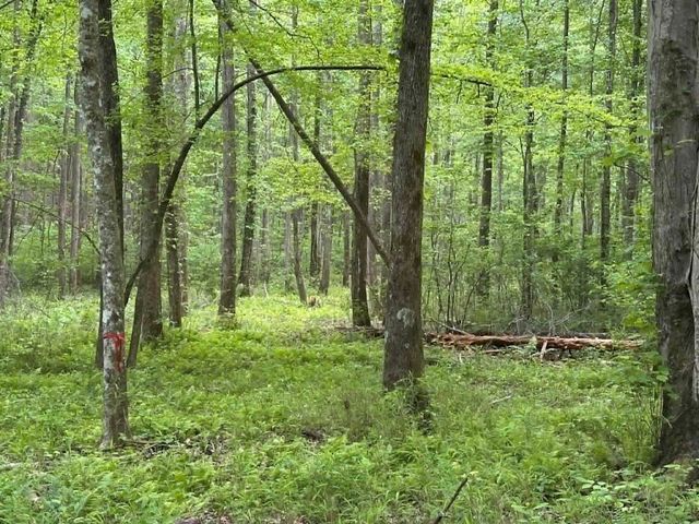 TR 1 Pleasant Hill Trail, Ellijay, GA 30540