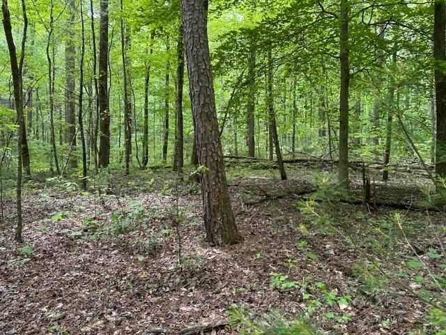 TR 1 Pleasant Hill Trail, Ellijay, GA 30540