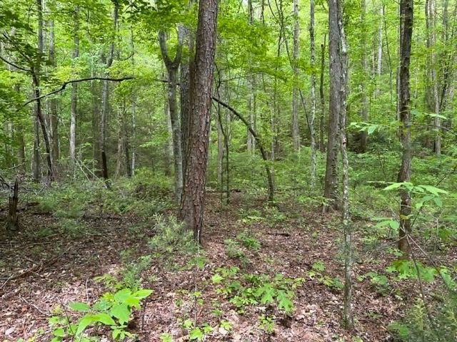 TR 1 Pleasant Hill Trail, Ellijay, GA 30540