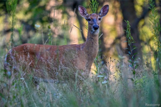 4712 Poplar Drive, Hayes Township, MI 48625