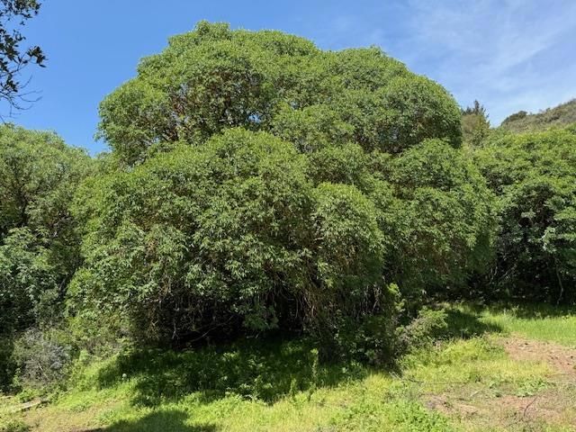 7175 Redwood Retreat, Gilroy, CA 95020