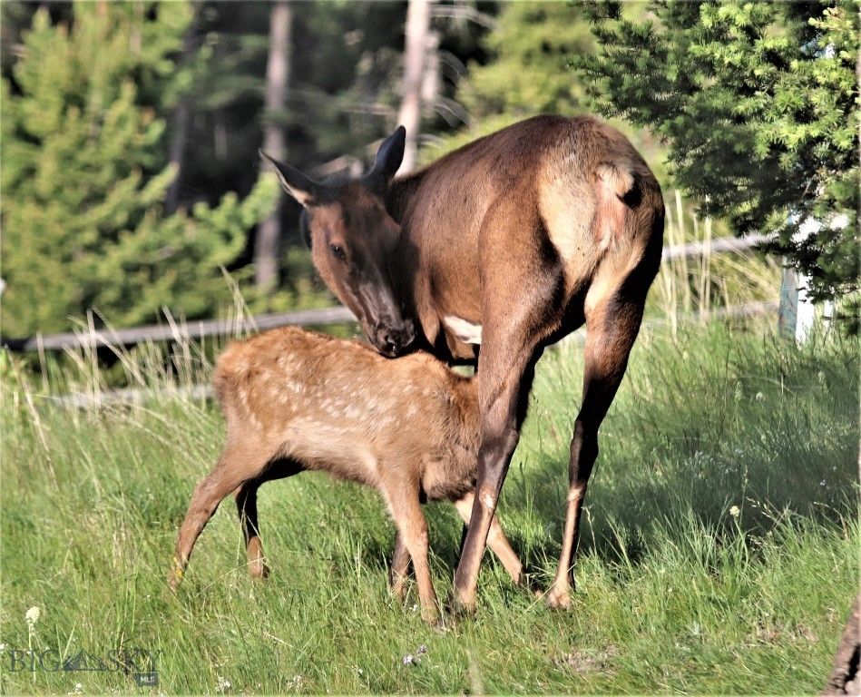 2988 Moose Gulch, Elliston, MT 59728 photo 93