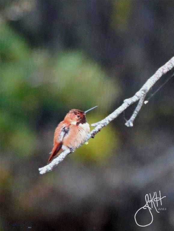 2988 Moose Gulch, Elliston, MT 59728 photo 98