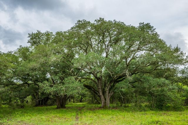 208 Cr 208, Danbury, TX 77534